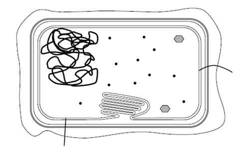 1350_The cytoplasmic membrane.png